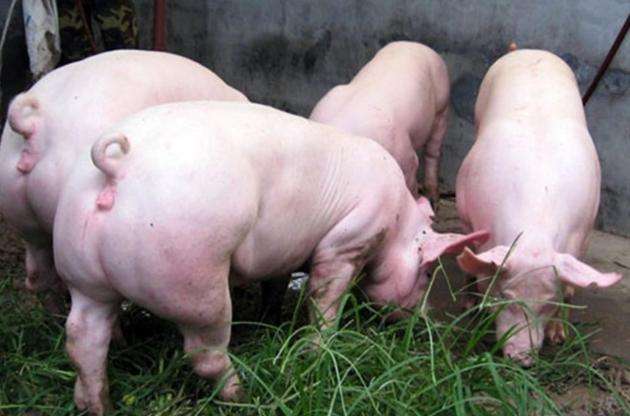 8月21日，國(guó)務(wù)院常務(wù)會(huì)議指出“地方要立即取消超出法律法規(guī)的生豬禁養(yǎng)、限養(yǎng)規(guī)定”